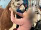Médiation animale par ... le LAMA !  Résidence Saint Exupéry Marmande